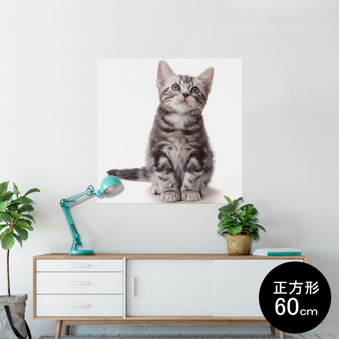 ポスター ウォールステッカー シール式ステッカー 飾り 90×90cm Lsize 正方形 壁 インテリア おしゃれ　剥がせる wall sticker poster 001070 猫　アメリカンショートヘア