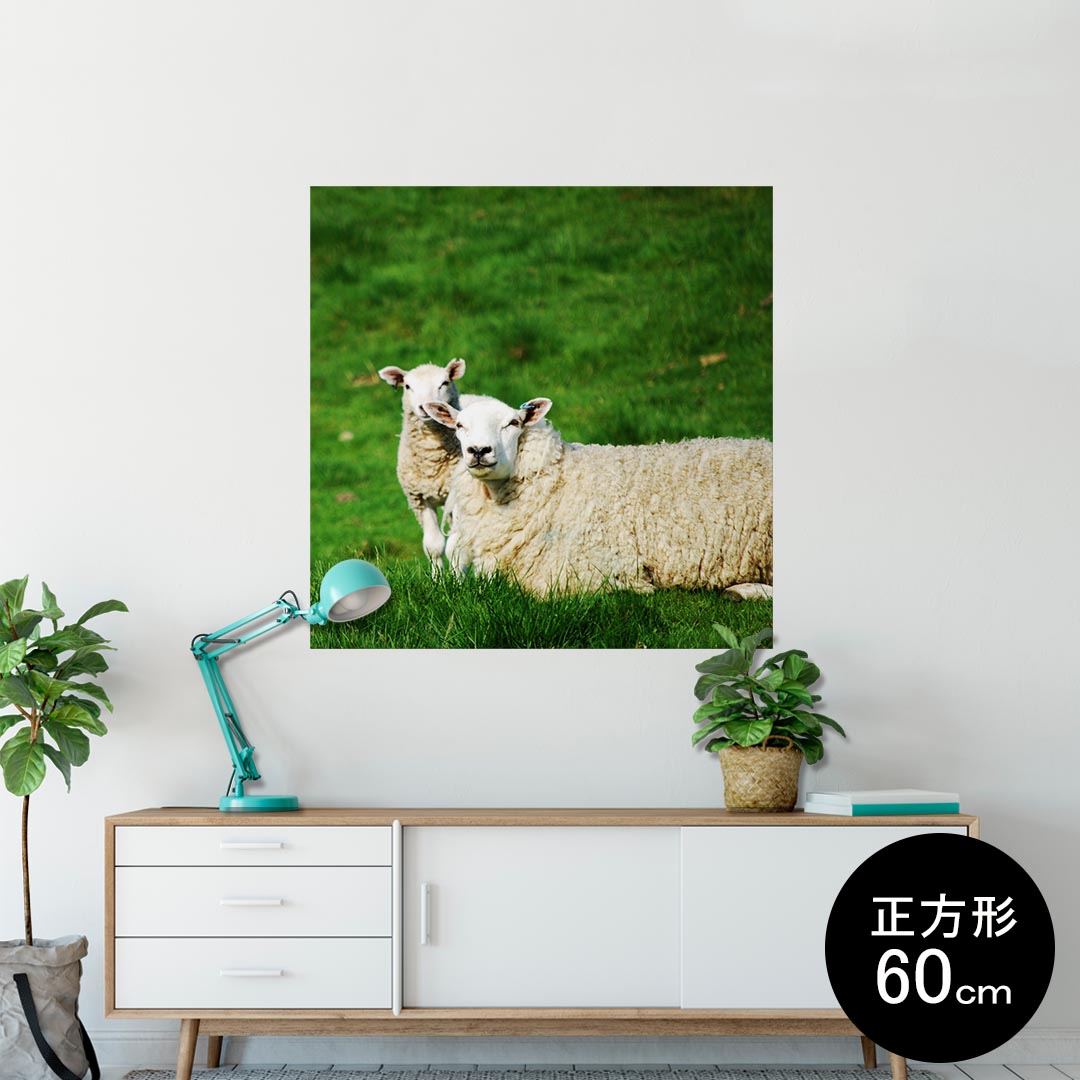 ポスター ウォールステッカー シール式ステッカー 飾り 60×60cm Msize 正方形 壁 インテリア おしゃれ　剥がせる wall sticker poster 002585 ひつじ　動物　写真