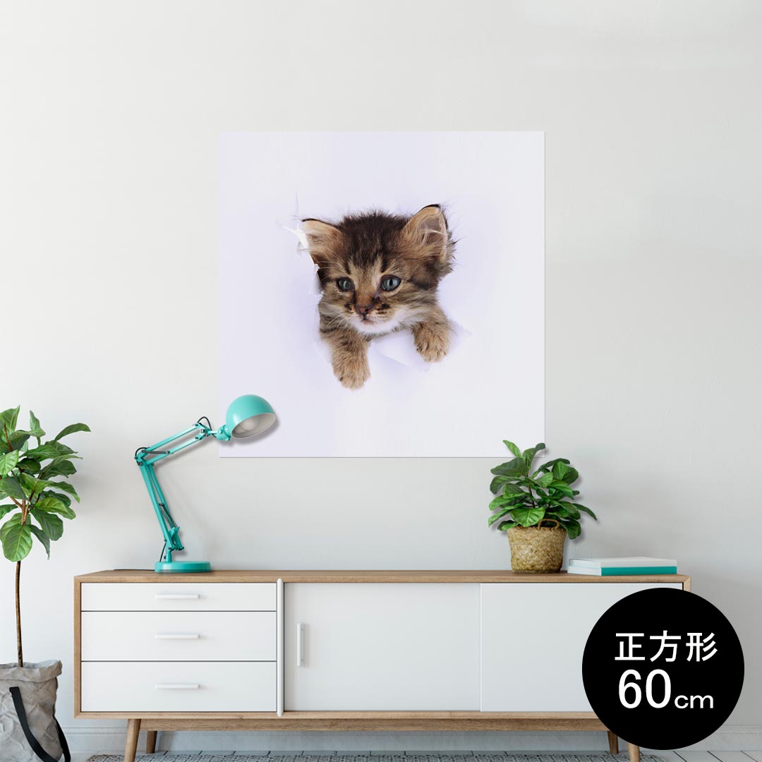 ポスター ウォールステッカー シール式ステッカー 飾り 60×60cm Msize 正方形 壁 インテリア おしゃれ　剥がせる wall sticker poster 002892 猫　動物　写真