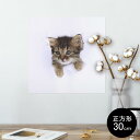 |X^[ EH[XebJ[ V[XebJ[  30~30cm Ssize `  CeA @ wall sticker poster 002892 L@@ʐ^