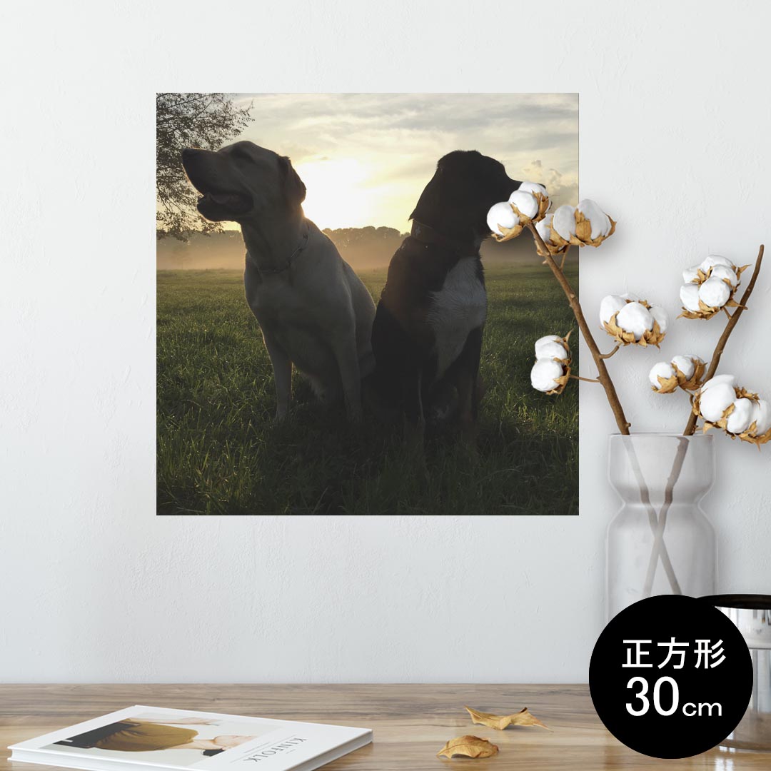 ポスター ウォールステッカー シール式ステッカー 飾り 30×30cm Ssize 正方形 壁 インテリア おしゃれ　剥がせる wall sticker poster 006937 写真　犬