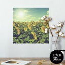 ポスター ウォールステッカー シール式ステッカー 飾り 30×30cm Ssize 正方形 壁 インテリア おしゃれ 剥がせる wall sticker poster 011053 花 ひまわり 夏