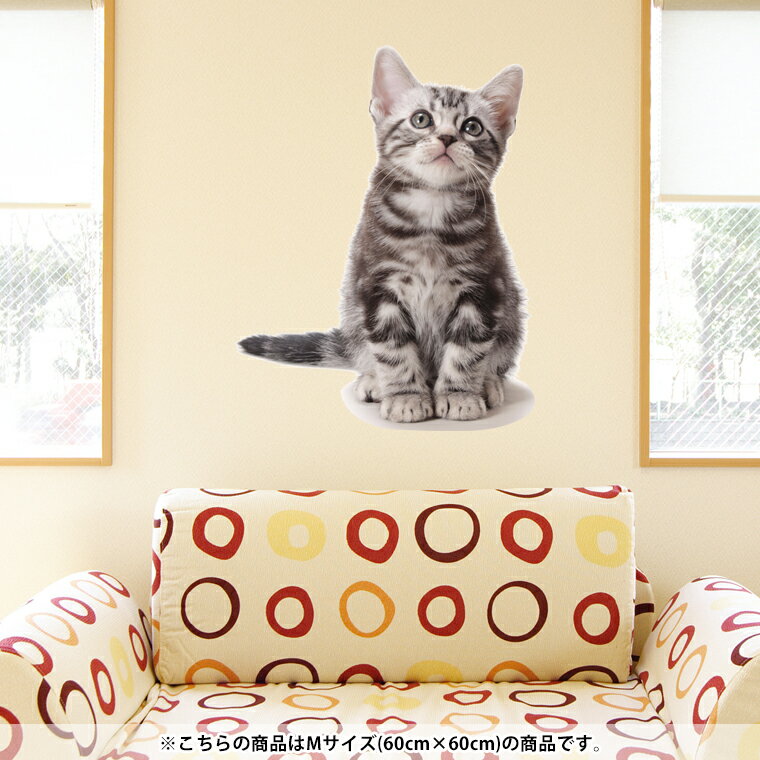 ウォールステッカー 飾り 60×60cm シール式 装飾 おしゃれ 壁紙 はがせる 剥がせる カッティングシート wall sticker 雑貨 DIY プチリフォーム パーティー イベント 賃貸 001070 アニマル 猫　アメリカンショートヘアのサムネイル