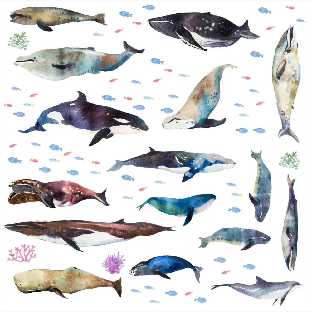 海の生物☆ シール式ウォールステッカー 魚 fish sea クジラ くじら イルカ いるか アクアリウム シャチ 飾り 60×60cm 剥がせる カッティングシート wall sticker 雑貨 016518