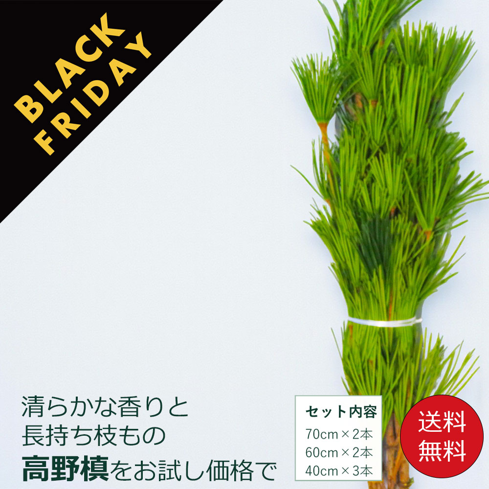 【楽天市場のブラックフライデー ポイントアップ＆クーポン】 高野槙 お試し 1セット7本 1セットから6セット 生花 切枝 切り花 枝 枝もの インテリア アロマ