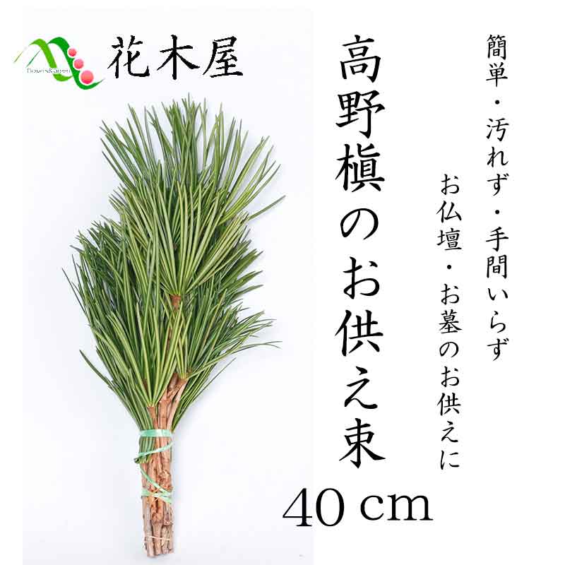 高野槙 くくり お供え用 束 40cm 1束 生花 切花 K-1 仏花 墓花 切り花 配達 枝 枝もの 宅配 お供え花 お供え物 お供え コウヤマキ 高野槇