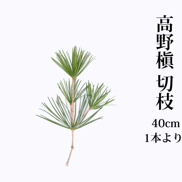 高野槙 切枝 40cm 1本 生花 切花 K-8