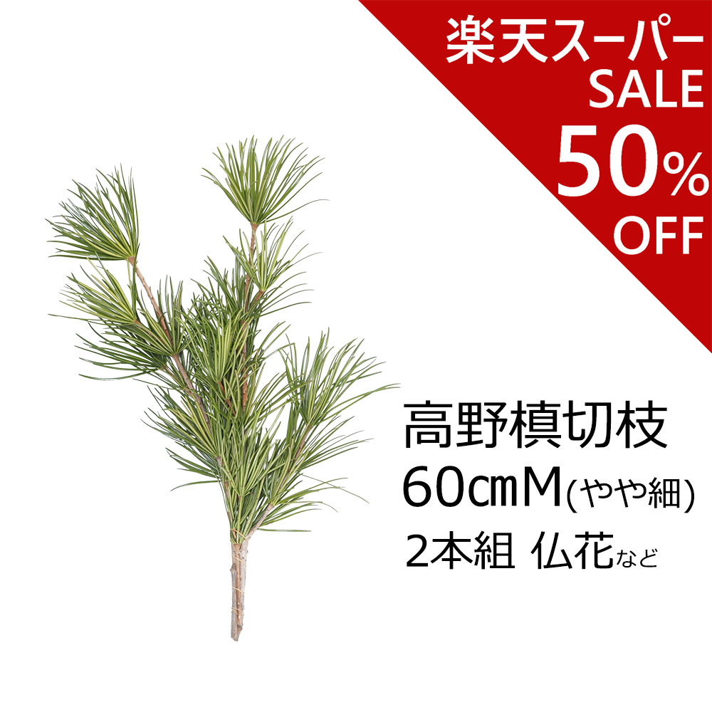 【楽天スーパーSALE 半額】高野槙 の 切枝 60cm M品 2本組 生花 切花 やや細