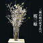 【期間限定】桜三昧 三種の桜の咲き比べセット 啓翁桜 彼岸桜 ボタン桜 生花 115cm