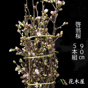 啓翁桜 90cm程度 1束 5本程度 切花 特級品 お花見 花見 家 贈り物 飾り ケイオウ桜 sakura 桜 さくら サクラ 敬翁桜