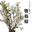 【季節の桜 2018年12月20日以降発送分】 啓翁桜 高さ1m〜0.6m 小枝 1束 10本程度 切花