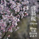 【送料当店負担】【在庫限りで販売終了】啓翁桜 高さ1m〜0.6m 小枝 1束 10本程度 切花 訳あり お花見 花見 家 屋内 飾り