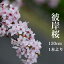 【在庫限りで終了】彼岸桜 ひがんさくら 生花 1.15m 1本 切花 お花見 花見 家 屋内 飾り