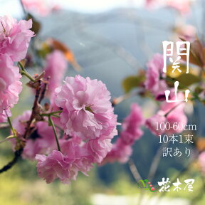 【2024年4月7日以降発送分・ご予約品】桜 関山 高さ1m〜0.6m 小枝 1束 10本程度 切花 お花見 花見 家 屋内 飾り