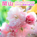 【2024年4月9日以降発送分 ご予約品】おうち花見 八重 桜 関山 約115～60cm 1本より