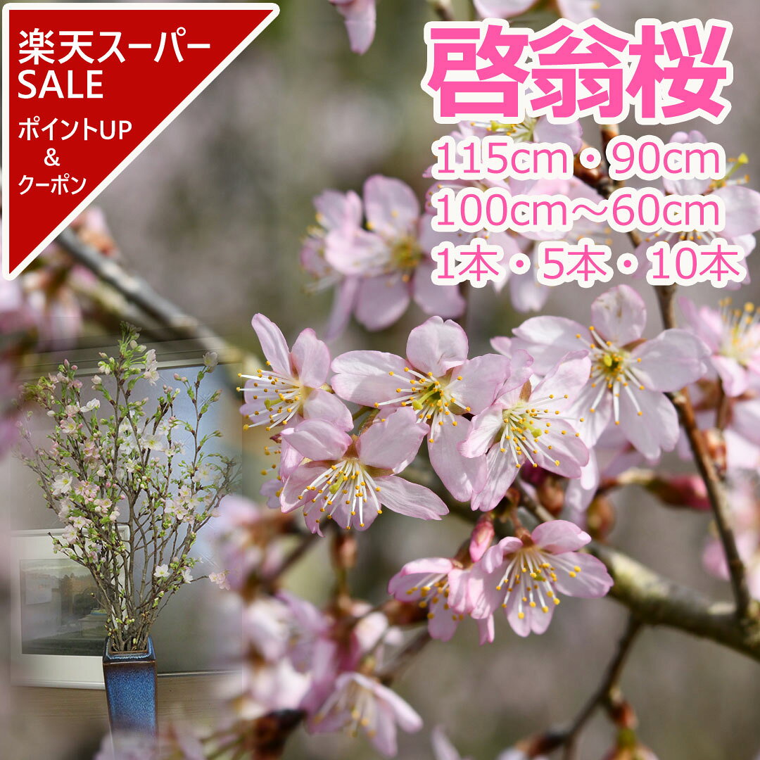 【楽天スーパーSALE ポイントアップ＆クーポン】【2025年12月23日以降のお届け】桜の花 啓翁桜 枝もの 切花 115cm 90cm 100～60cm 1本 5本 10本 花見 ケイオウ桜 sakura 桜 さくら サクラ 敬翁桜