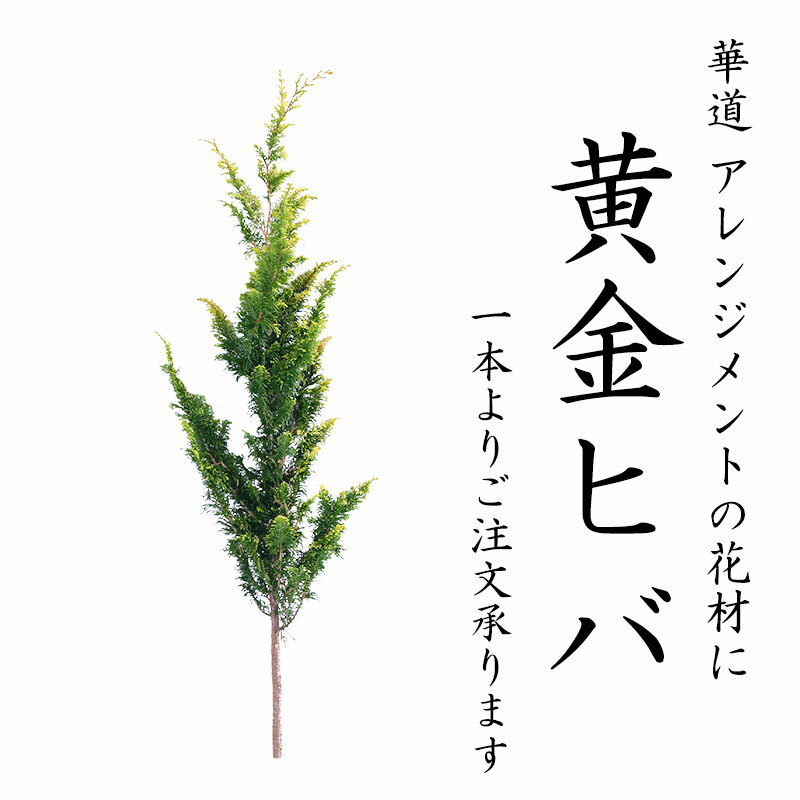 【8月18日入荷分】黄金ヒバ 100cm 程度 1本 から 生花 切花 切り花 花材 花展 展示会 切り花 枝物 枝もの 秋 木の枝 インテリア