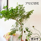 枝もの アセビ 馬酔木 切花 生花 枝 枝物 80cm～ グリーン