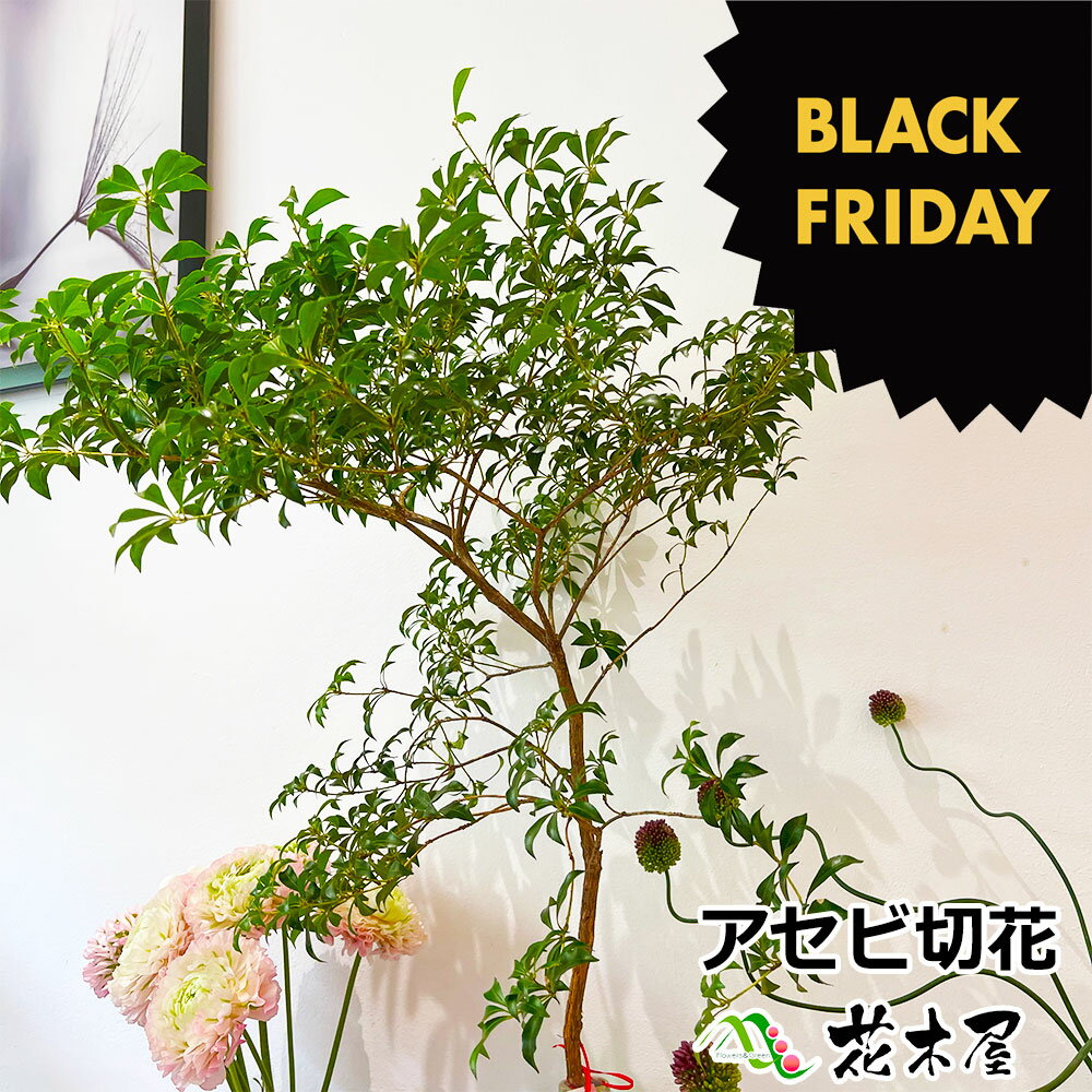 【楽天市場のブラックフライデー ポイントアップ＆クーポン】 枝もの アセビ 馬酔木 切花 生花 枝 枝物 80cm～ インテリアグリーン