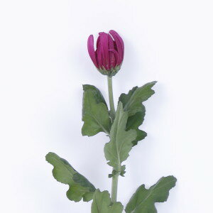 菊の花 一輪菊 赤 70〜80cm 1本 切花 