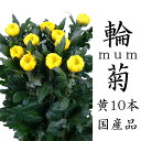 輪菊 黄色 菊 花 70〜80センチ 10本 切花 生花