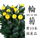 輪菊 黄色 菊 花 70〜80センチ 10本 切花 生花 輪菊 黄色 菊 花 70〜80センチ 10本 切花 生花