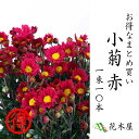 きれいな赤色 小菊 【お供え 花】赤 60〜75センチ 10本【切花】【生花】【華道】【正月】【盆】【お彼岸】【墓花】【仏花】【赤】【まとめ買い】