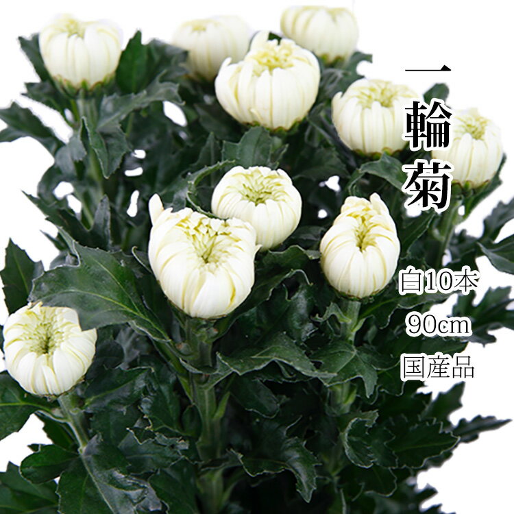 白菊 菊の花 輪菊 白 70 〜 80 センチ 