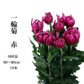 菊の花 赤 一輪菊 70〜80センチ 10本 切花 生花