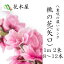 【2月1日ごろより発送開始】桃の花 ひな祭り 花 生花 矢口桃1m・2把【楽ギフ_包装】【楽ギフ_のし宛書】【楽ギフ_メッセ入力】