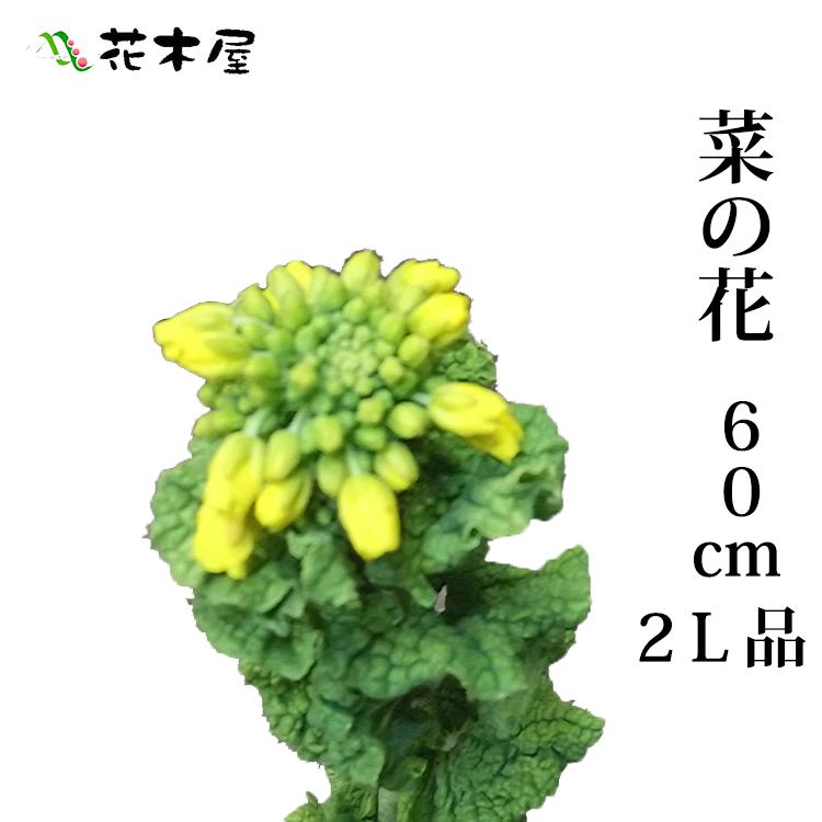 菜の花 ナタネ Lサイズ 70cm〜50cm 1本