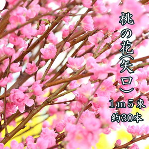 【1月30日からお届け】ひなまつり 桃の花 花桃 1m 5把 約30本 ひな祭り 雛祭り 生け花 飾り 花 花材 旧節句