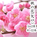 【2月1日ごろより発送開始】桃の花 ひな祭り 花 生花 矢口...