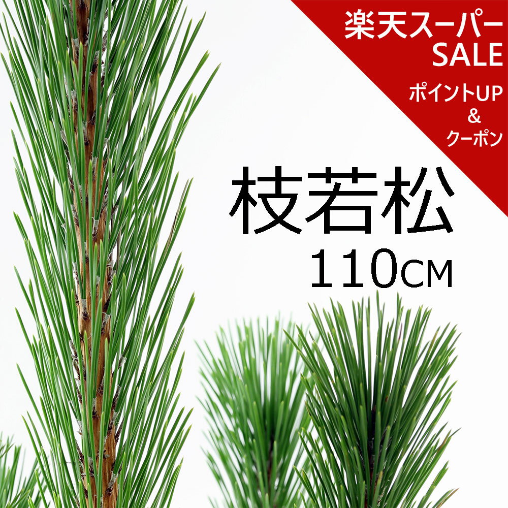 【楽天スーパーSALE ポイントアップ＆クーポン】【12月5日頃からの出荷】枝若松 生花 2L 特級品 115cm前後 1本 お正月