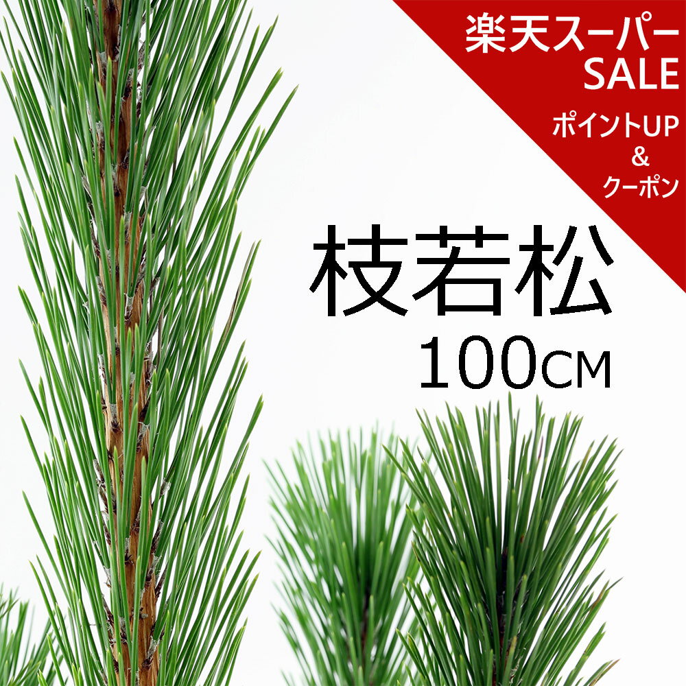 【楽天スーパーSALE ポイントアップ＆クーポン】【2025年12月9日頃から出荷】枝若松 100cm前後 1本