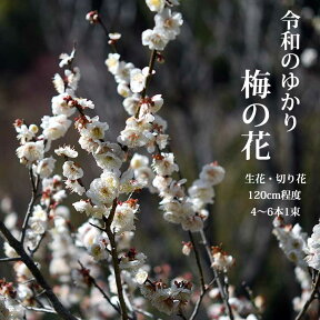 【2024年12月16日以降お届け 予約品】梅の花 一把 5本程度 120センチ前後 生花