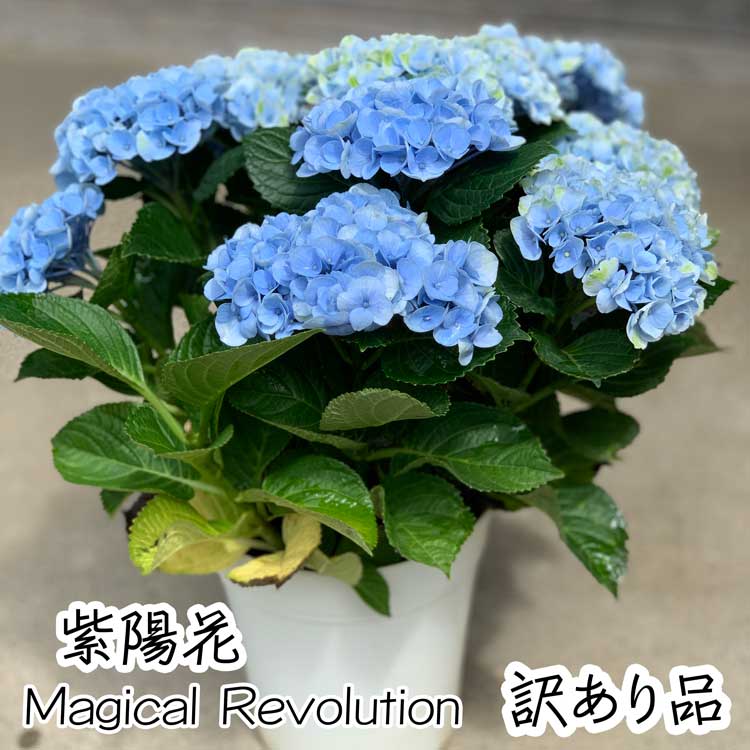 【訳あり品 葉傷み ラッピング無し】紫陽花 アジサイ 花 マジカル 5号鉢 ブル— 秋色アジサイ 鉢花 花鉢 自分用 庭植え 苗