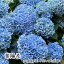 【父の日 早割 クーポン】【母の日 遅れてごめんね】紫陽花 アジサイ 花 マジカル 5号鉢 父の日 ブル— ピンク グラデーション ラッピング メッセージカード 可