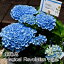 【父の日 遅れてごめんね】【今シーズン入荷最終】紫陽花 アジサイ 鉢植え 花 マジカル 5号鉢 父の日 ブル— ピンク グラデーション 花鉢 鉢花ギフト