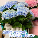 アジサイ マジカル 5号鉢 ブルー ピンク 紫陽花 あじさい ハイドランジア 花鉢 鉢植え 花 父の