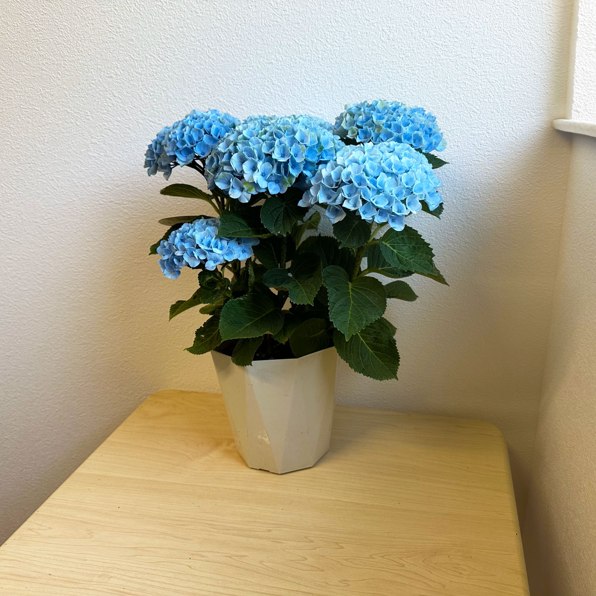 楽天市場】アジサイ レイ（鉢花｜花・観葉植物）：花・ガーデン・DIYの通販
