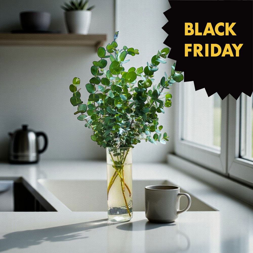 【楽天市場のブラックフライデー】枝もの ユーカリ グニーユーカリ 生花 切花 70～120cm