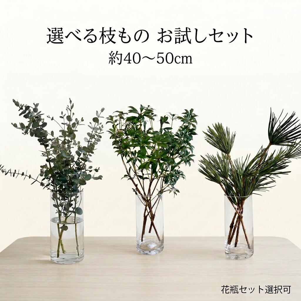 楽天市場】高野槇 枝の通販