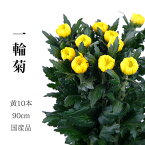 輪菊 黄色 菊 花 70〜80センチ 10本 切花 生花