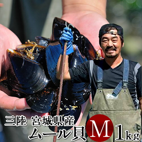 ムール貝 三陸 蒸しムール貝の白ワイン蒸し 約400g×3袋セット［大サイズ］雄勝湾の海と山の潮味香る 南三陸ワインとのマリアージュ 宮城県産 漁師直送（ムールガイ イガイ ムラサキ貝 カラス貝）［ 父の日 ギフト プレゼント］