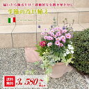 【送料無料】イタリア製テラコッタに季節の草花を寄せ植えしてお届け！