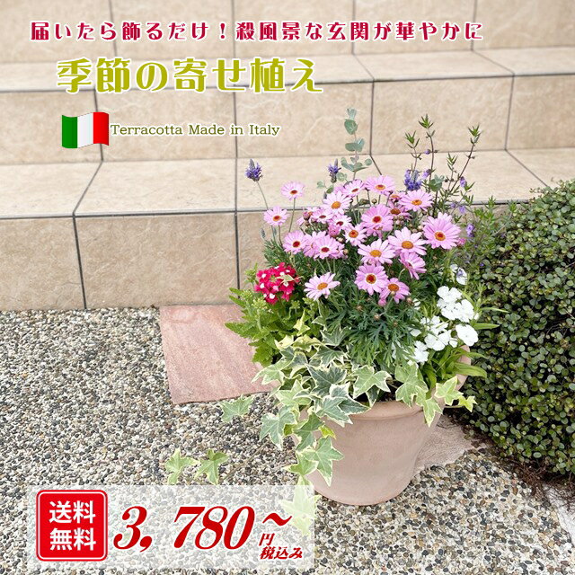 寄せ植え 【送料無料】イタリア製テラコッタ9号鉢に季節の草花を寄せ植えしてお届け！