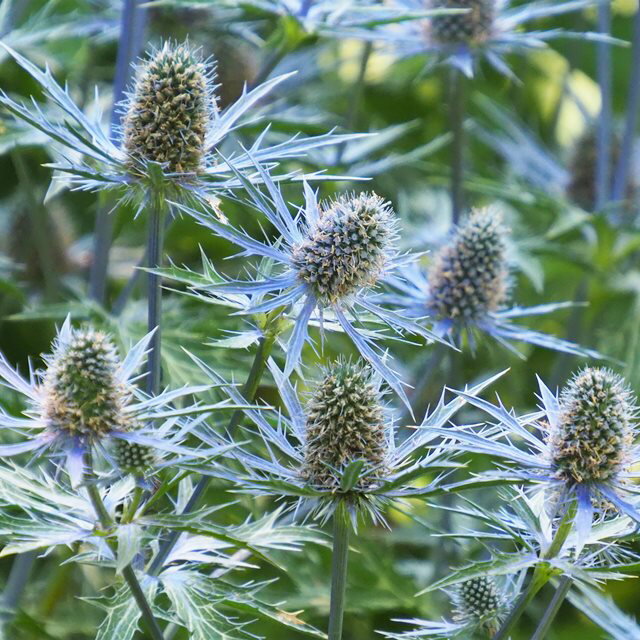 【エリンジューム属】エリンジューム松笠あざみ 3号ポットのサムネイル