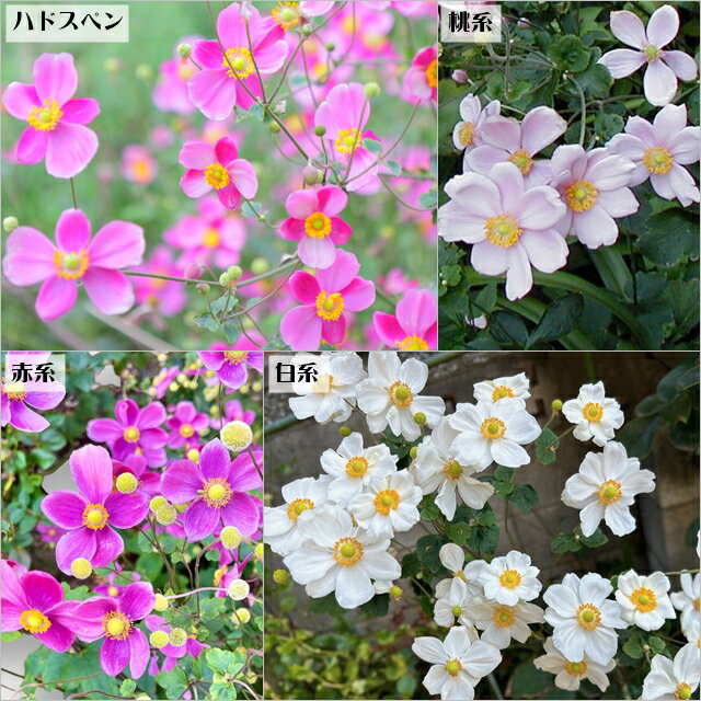 【アネモネ属】秋明菊　一重咲き　3号ポットのサムネイル