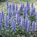 アジュガレプタンスのまとめ 寄せ植えや花言葉等21個のポイント 植物の育て方や豆知識をお伝えするサイト アジュガレプタンスのまとめ 寄せ植えや花言葉等21個のポイント 植物の育て方や豆知識をお伝えするサイト